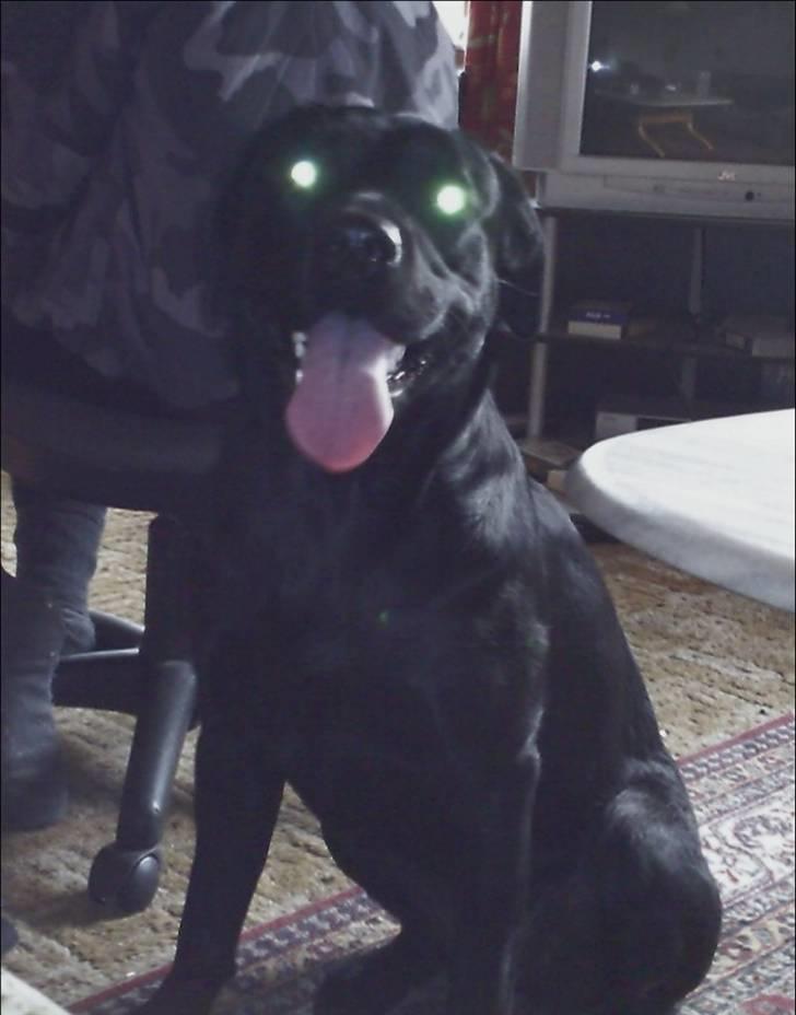 Labrador retriever Trunte billede 15