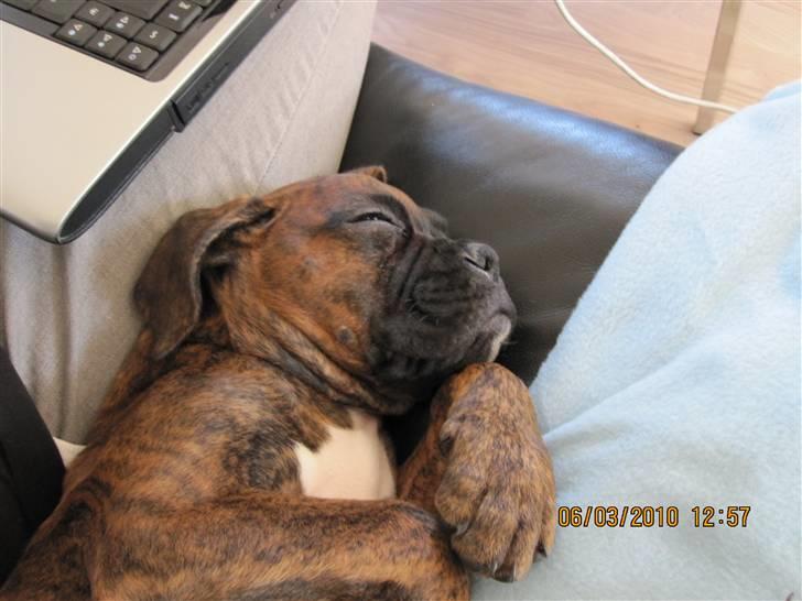 Boxer KATO billede 1