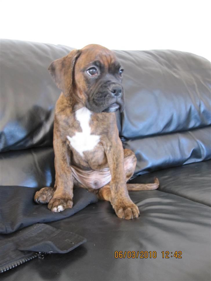 Boxer KATO billede 2