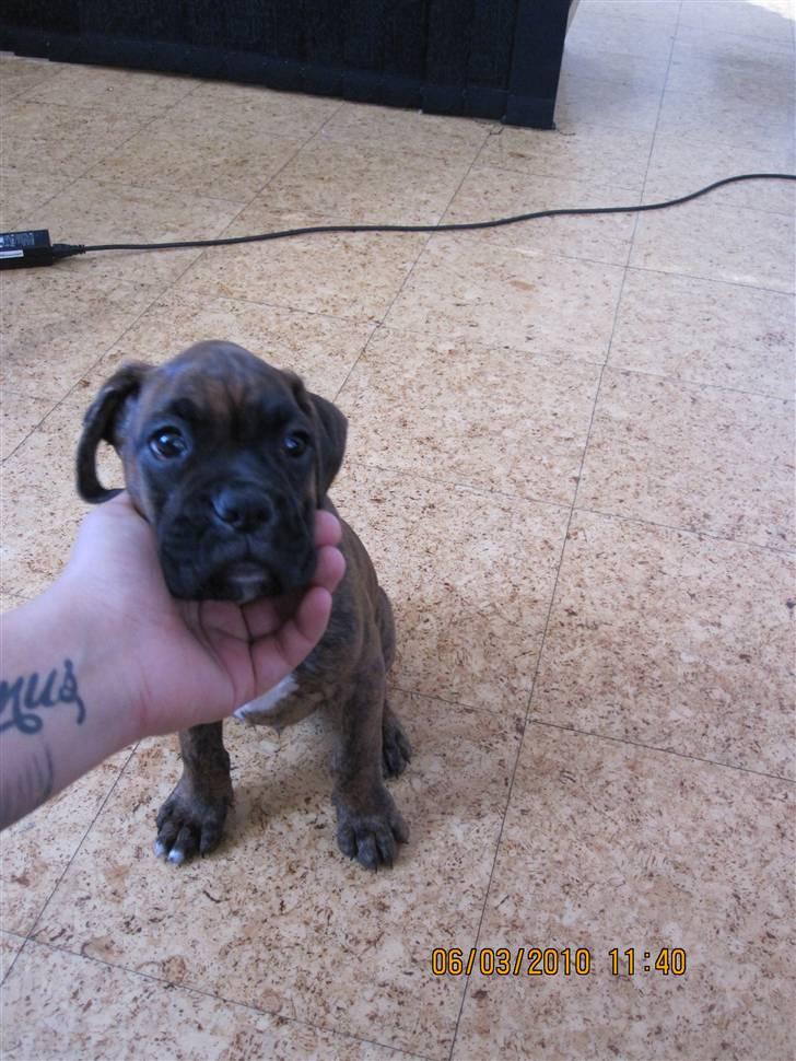 Boxer KATO billede 3
