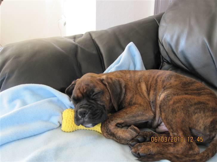 Boxer KATO billede 4