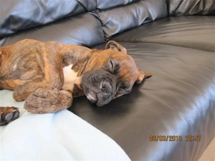 Boxer KATO billede 5