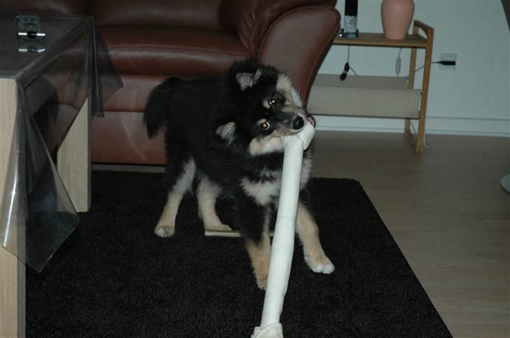 Finsk lapphund Ilo - Det er så svært at styre det kødben, men det var heller ikke mit he he. billede 6