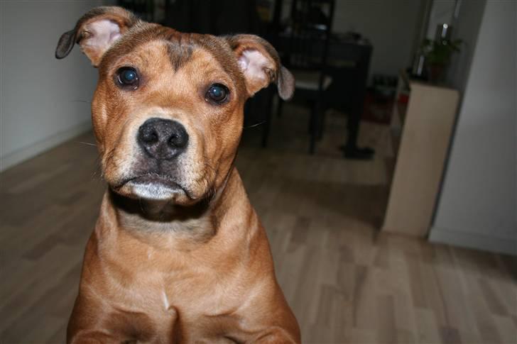 Staffordshire bull terrier Miloševic    (Milo) - NYT - Milo, seks måneder billede 12