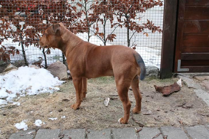 Staffordshire bull terrier Miloševic    (Milo) billede 13