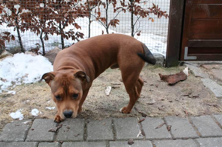 Staffordshire bull terrier Miloševic    (Milo) billede 14