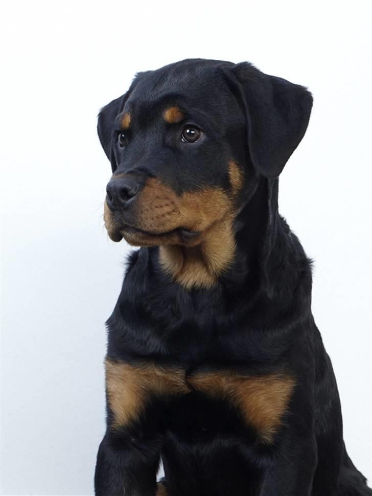 Rottweiler Zakoda`s Dusty -  Zakoda Dusty / Foto Tony Nielsen    4 måneder billede 5