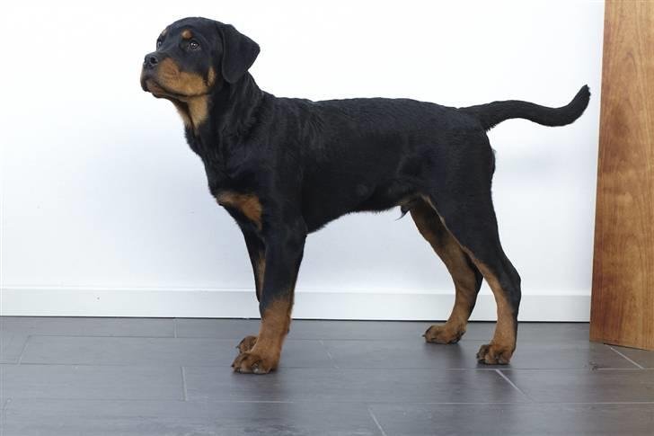 Rottweiler Zakoda`s Dusty -  Zakoda Dusty / Foto Tony Nielsen      4 måneder billede 6