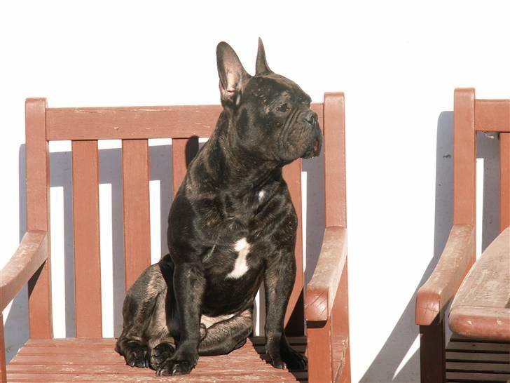 Fransk bulldog Arnold billede 15