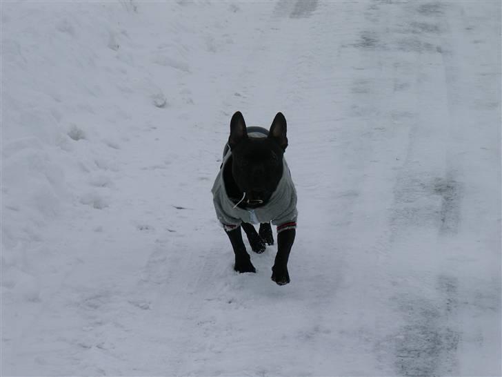 Fransk bulldog Arnold billede 16