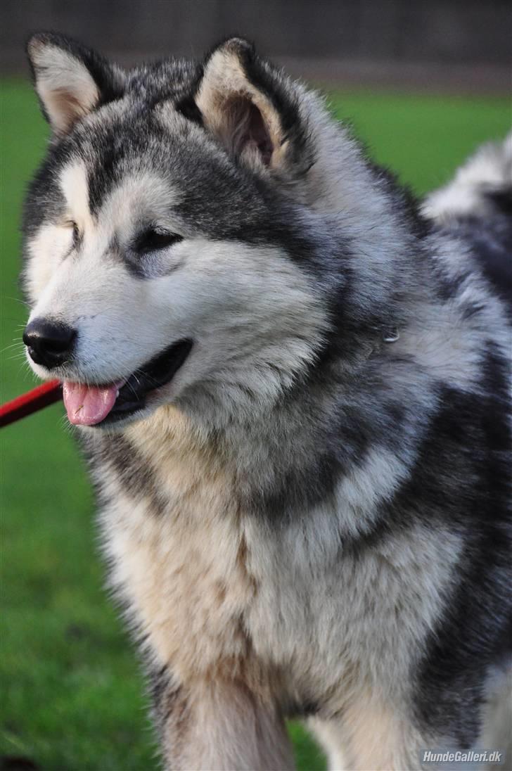 Alaskan malamute Shadi billede 10