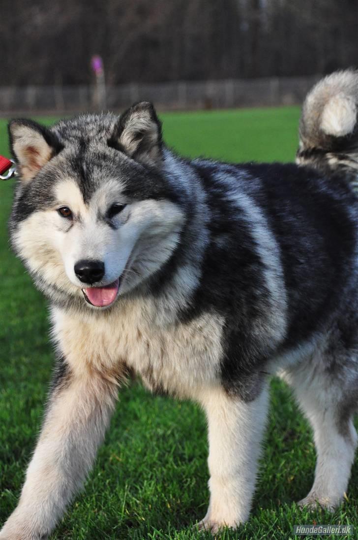 Alaskan malamute Shadi billede 11