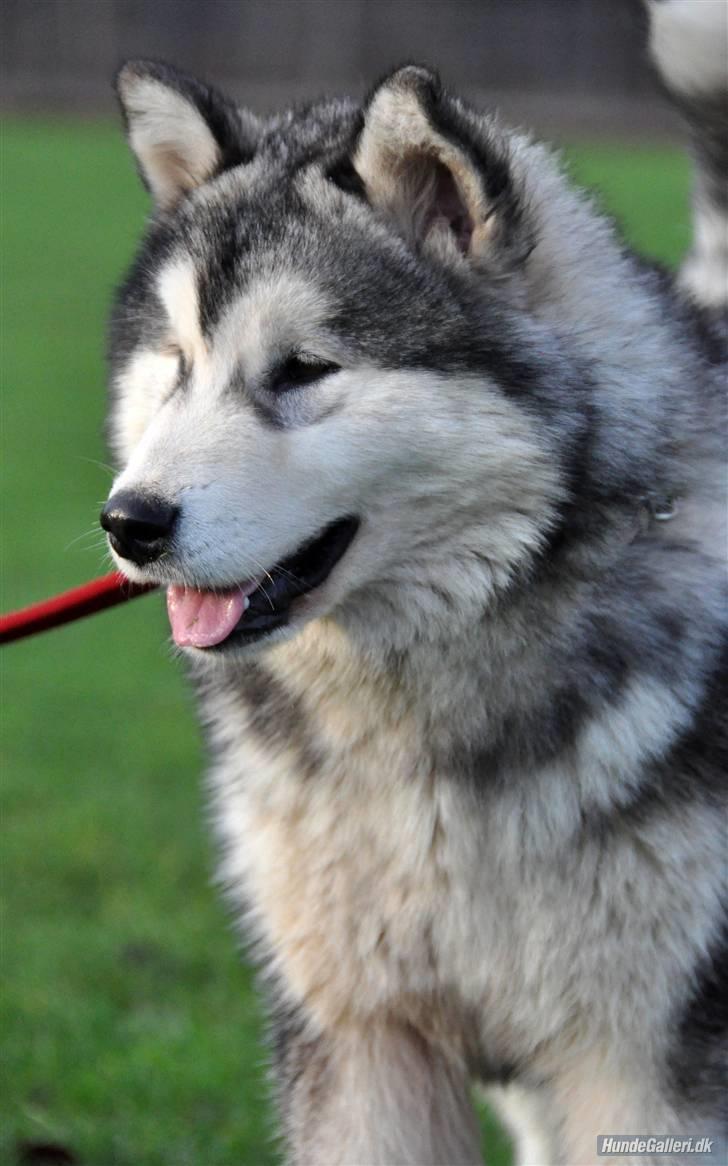 Alaskan malamute Shadi billede 12