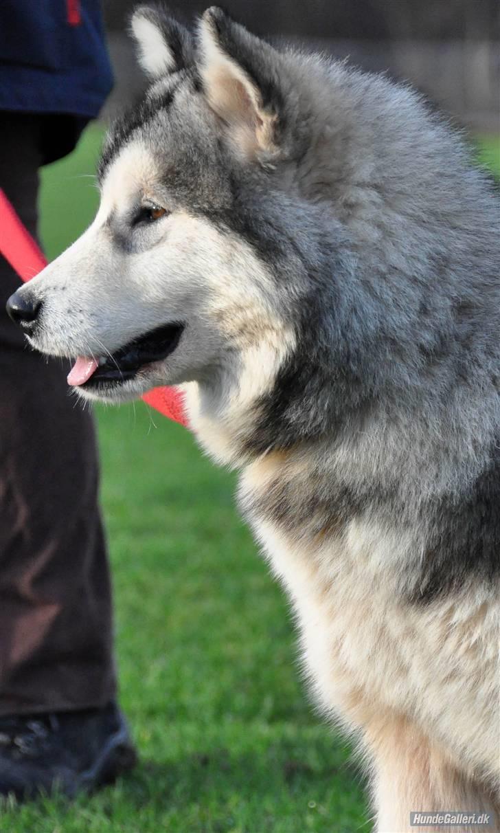 Alaskan malamute Shadi billede 13