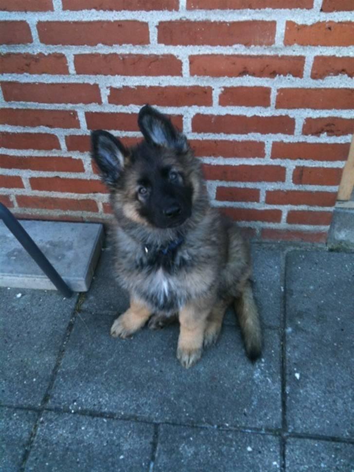 Schæferhund MARLEY - Se mig :-) billede 1