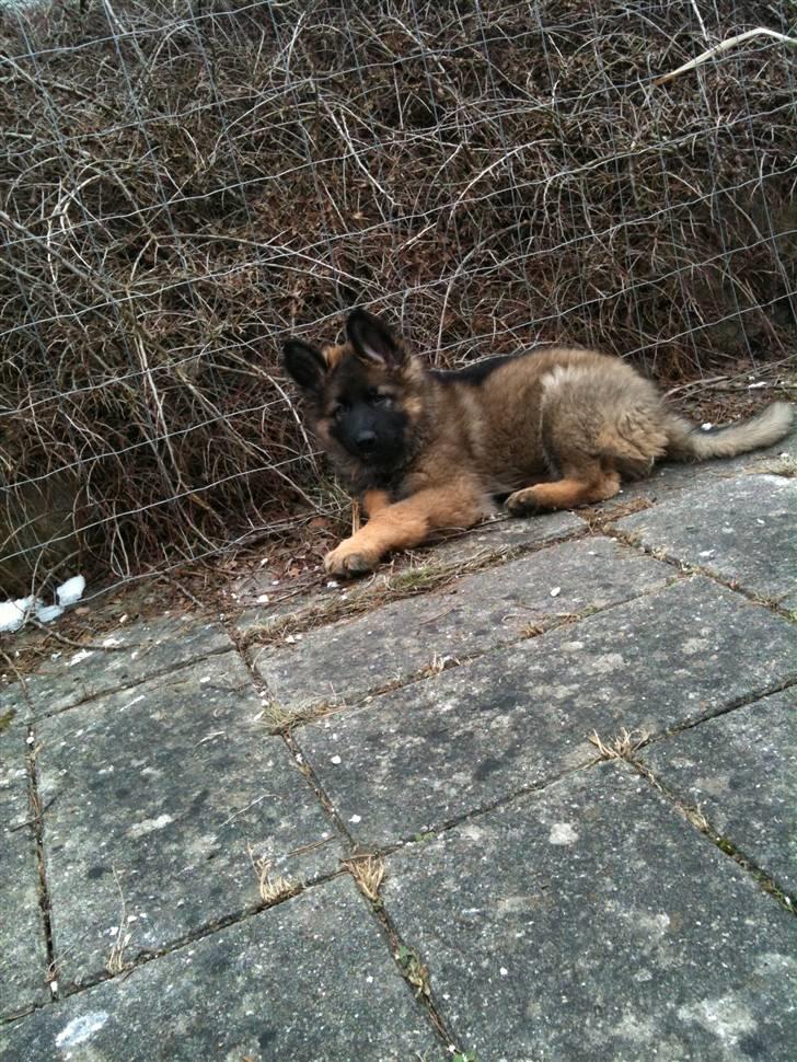 Schæferhund MARLEY - Her slapper jeg lige af ude i haven billede 2