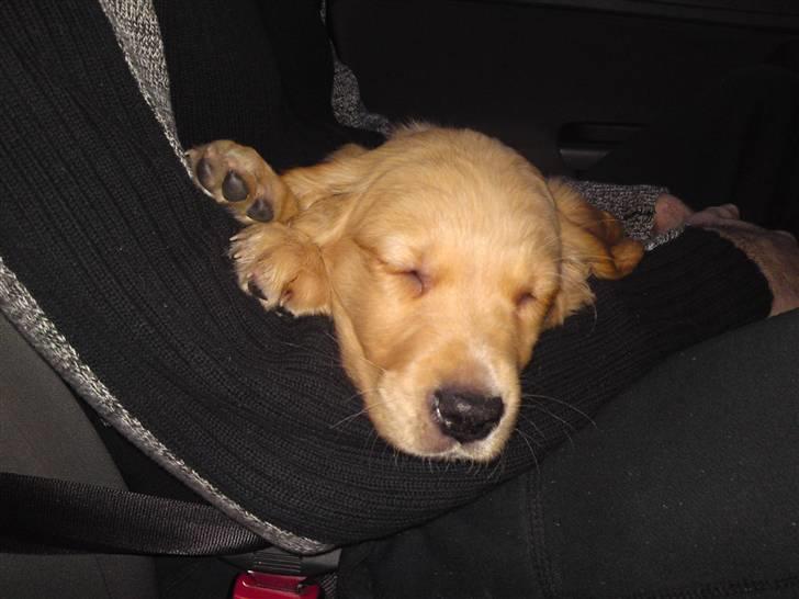 Golden retriever Alfred billede 7