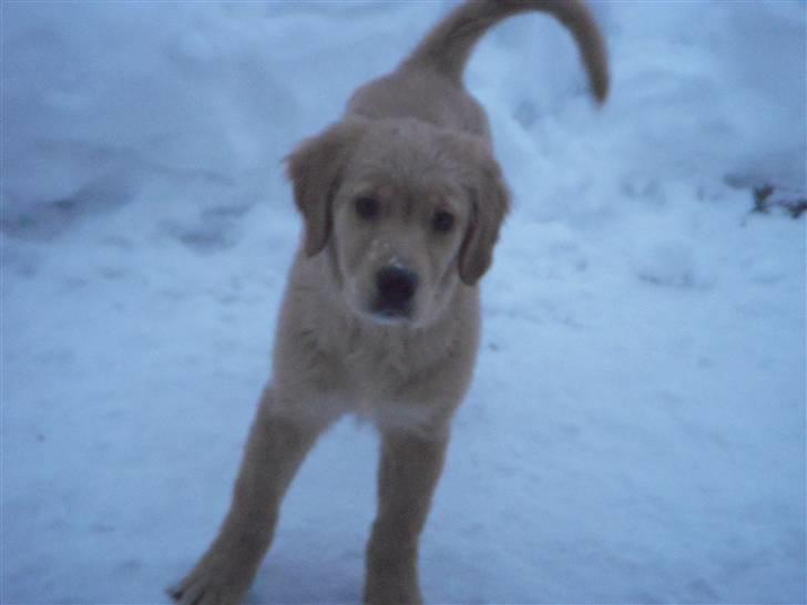 Golden retriever Alfred billede 8