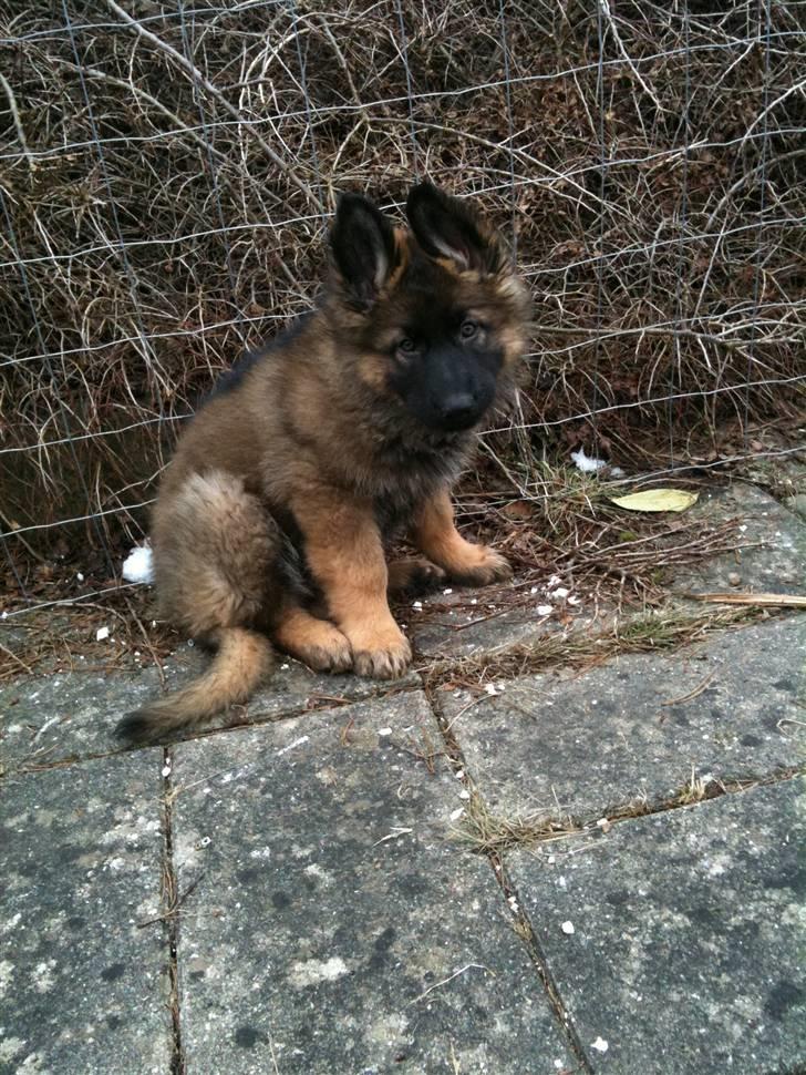 Schæferhund MARLEY billede 3