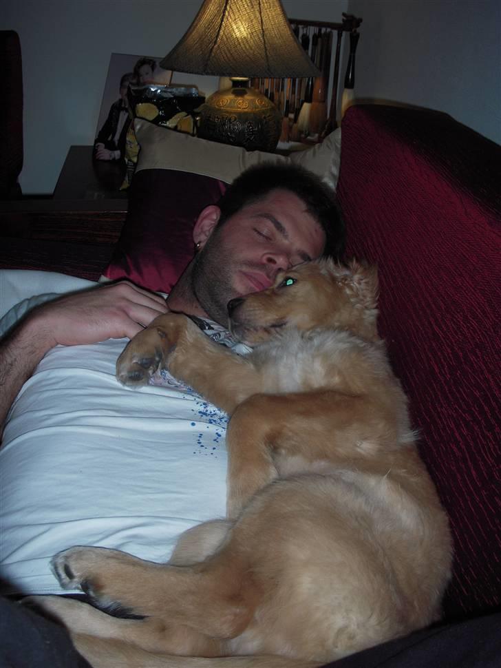 Golden retriever Alfred billede 9