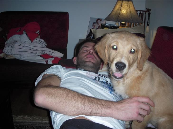 Golden retriever Alfred billede 10