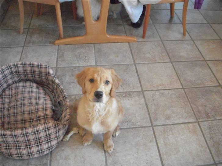 Golden retriever Alfred billede 11