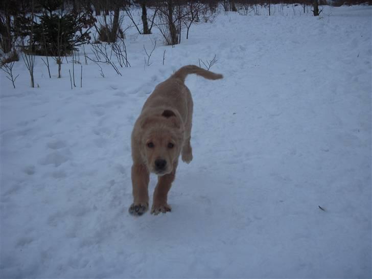 Golden retriever Alfred billede 12