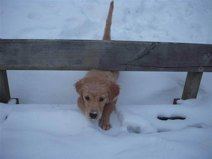 Golden retriever Alfred billede 13