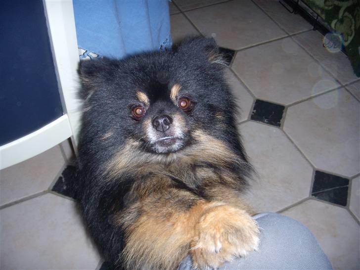 Pomeranian Turbo Black Velvet billede 1