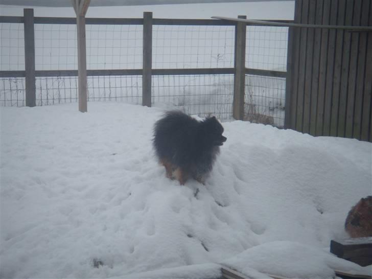 Pomeranian Turbo Black Velvet billede 2
