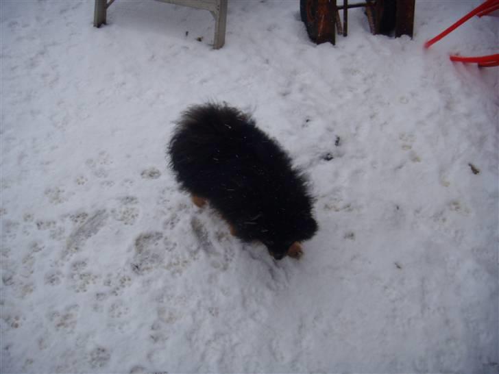 Pomeranian Turbo Black Velvet billede 3