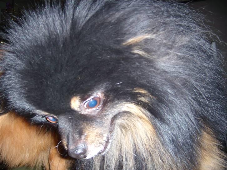 Pomeranian Turbo Black Velvet billede 4