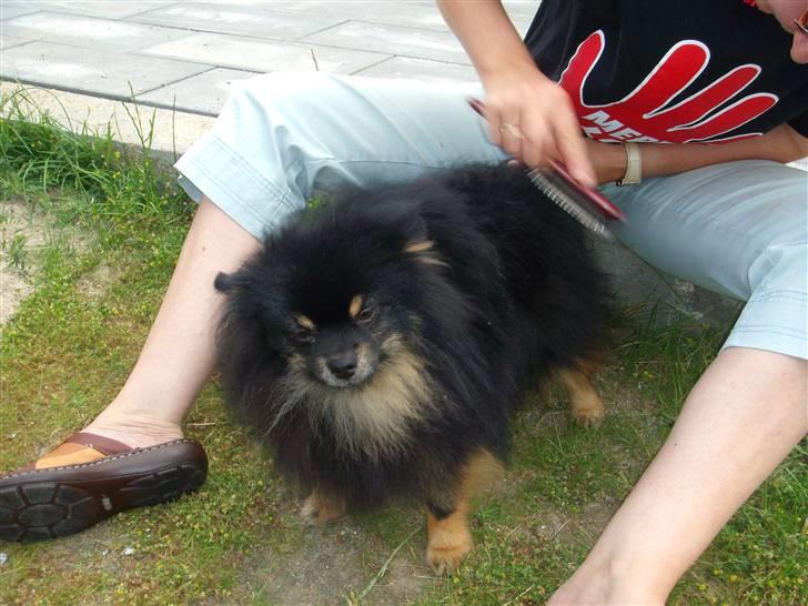 Pomeranian Turbo Black Velvet billede 5
