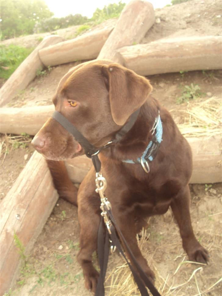 Labrador retriever sofus - R.I.P 15/10-16 - nu kan du gå pænt er så stolt af det  billede 15