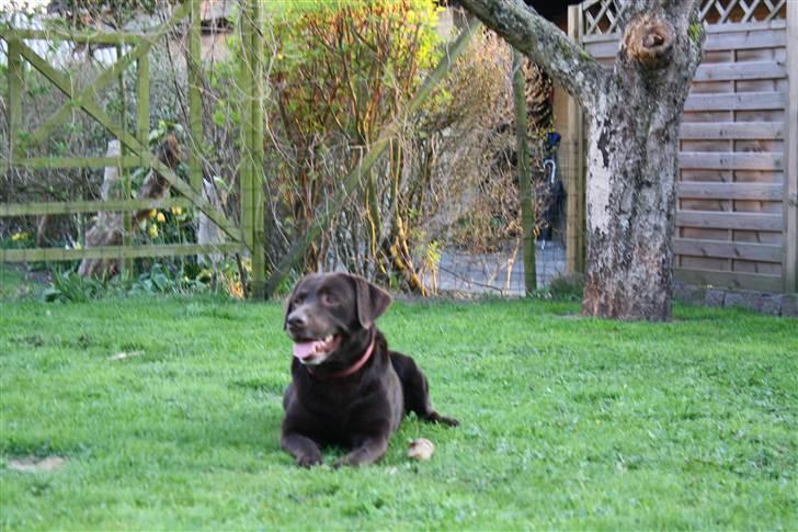 Labrador retriever sofus - R.I.P 15/10-16 billede 16