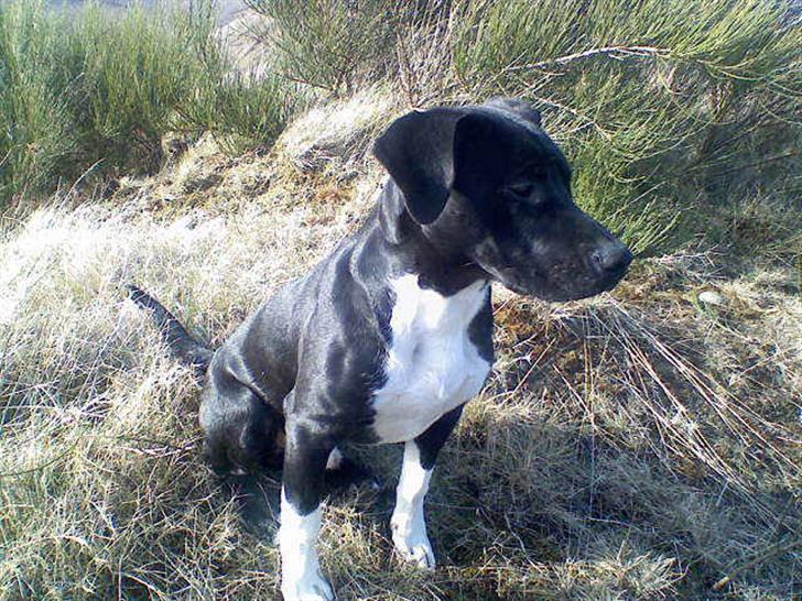 Blanding af racer jaco - jaco billede 1