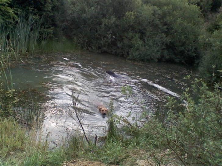 Blanding af racer jaco - hele familen på badetur :P billede 2