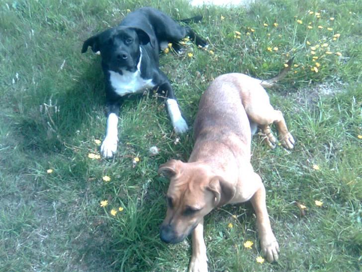 Blanding af racer jaco - jaco og hans bror king billede 3