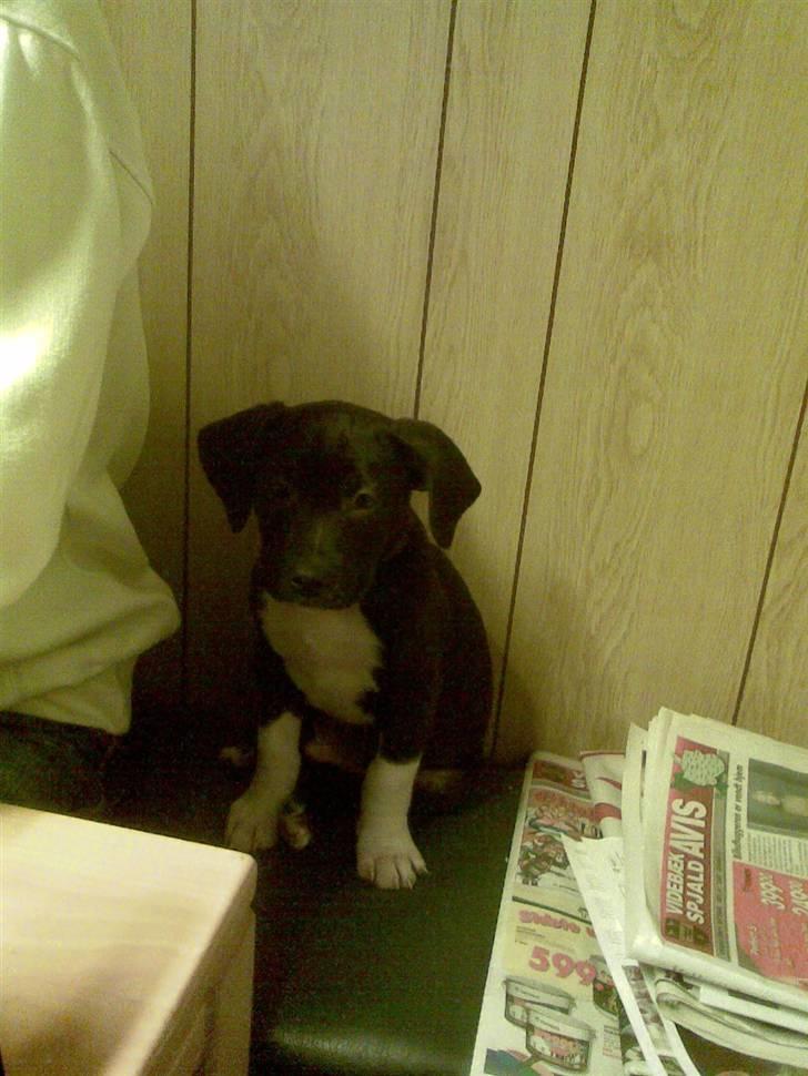 Blanding af racer jaco - jaco en uge efter jeg fik ham billede 4