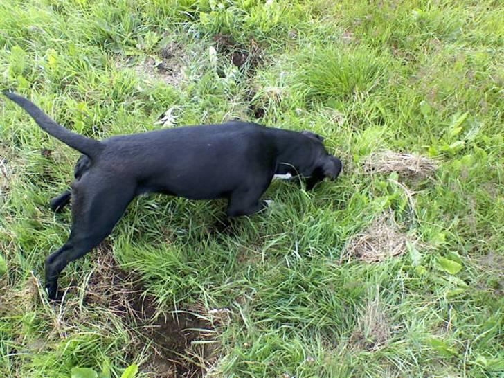 Blanding af racer jaco - jaco billede 5