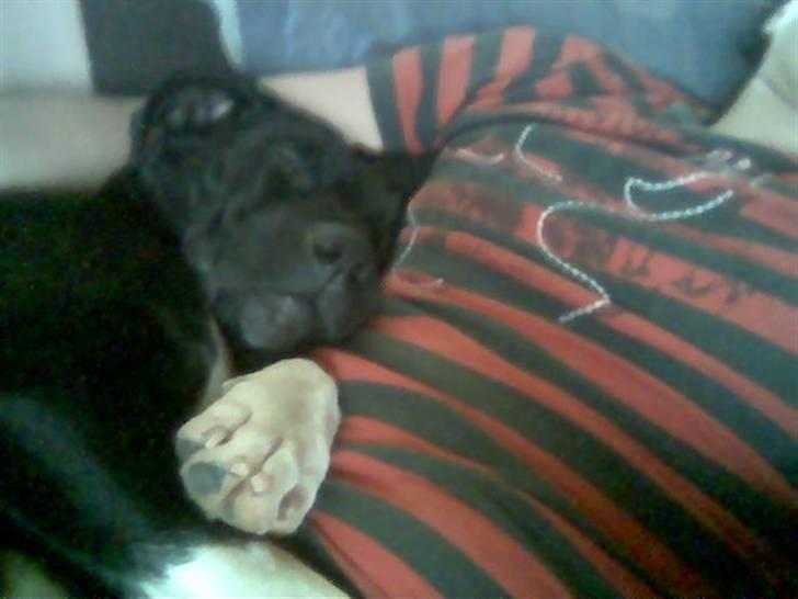 Blanding af racer jaco - jaco billede 6