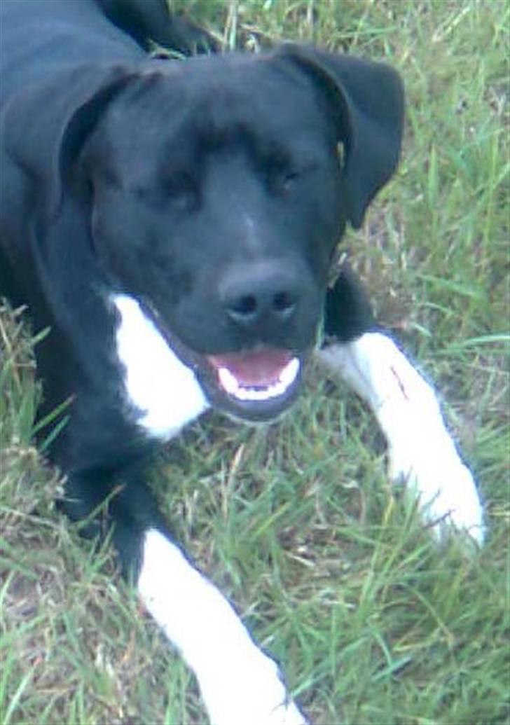 Blanding af racer jaco - jaco billede 7