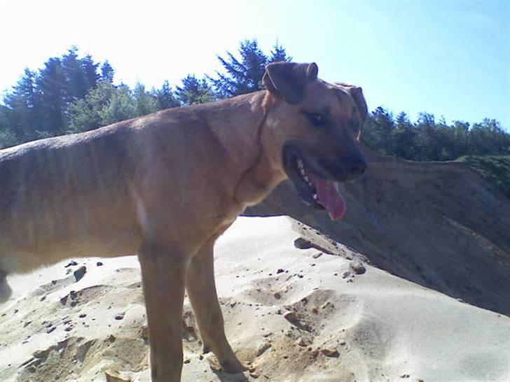 Blanding af racer jaco - hans bror king billede 9