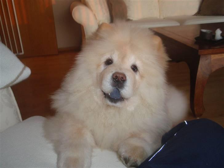 Chow chow Liusu`s Ai-lin billede 2