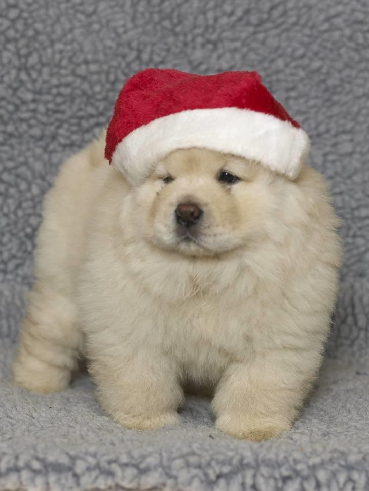 Chow chow Liusu`s Ai-lin billede 4