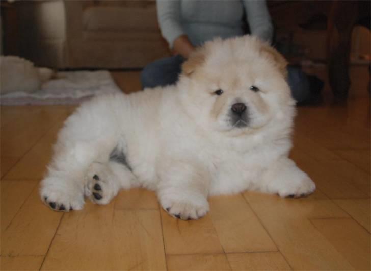 Chow chow Liusu`s Ai-lin billede 6