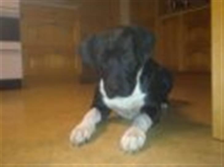 Blanding af racer jaco billede 10