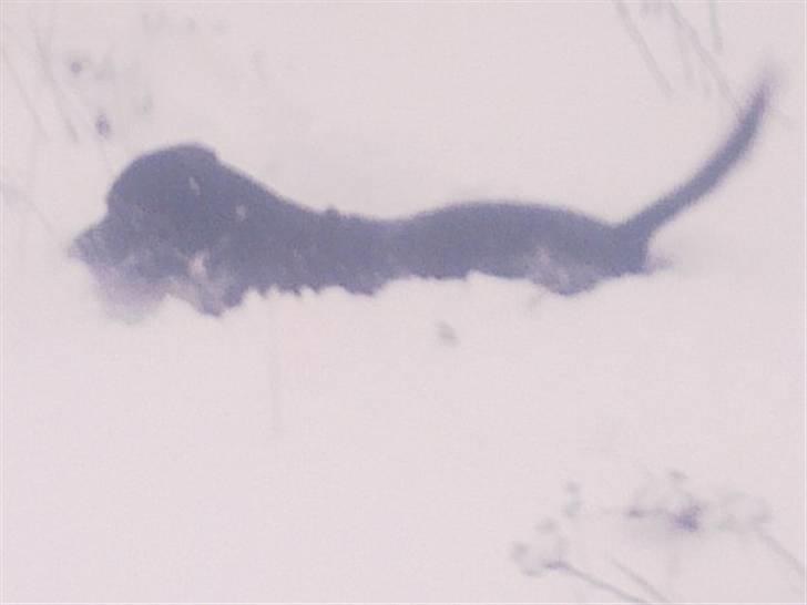 Blanding af racer jaco billede 11