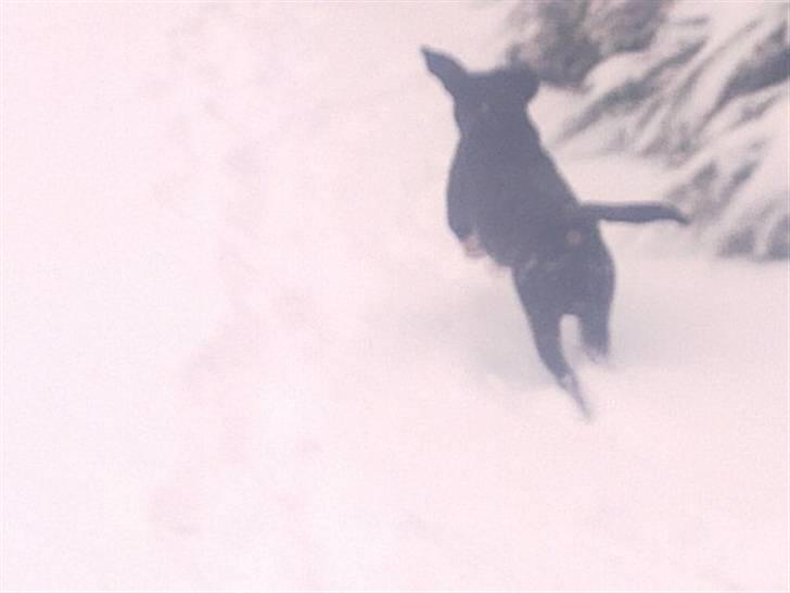 Blanding af racer jaco billede 12