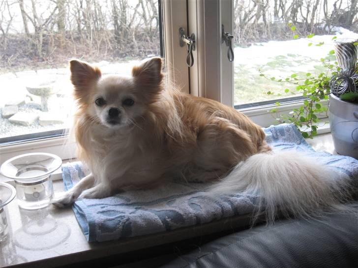 Chihuahua Vaks billede 13